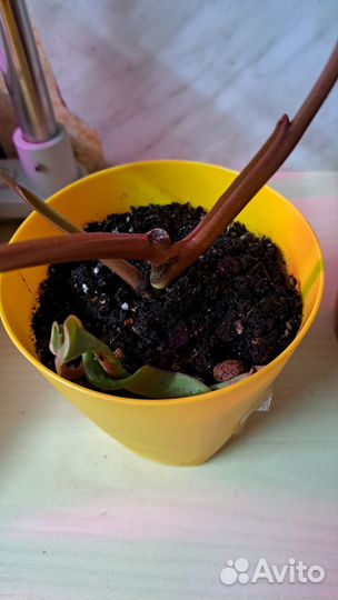 Комнатные растения цветы