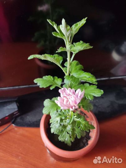 Хризантема белая