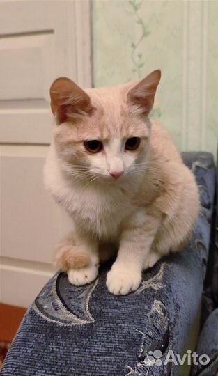 Котик в добрые руки