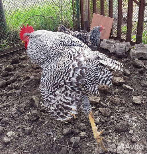 Петух породы Амрокс