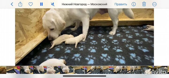 Загон, Вольер для щенков, собак