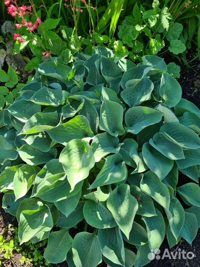 Хосты сортовые, многолетники