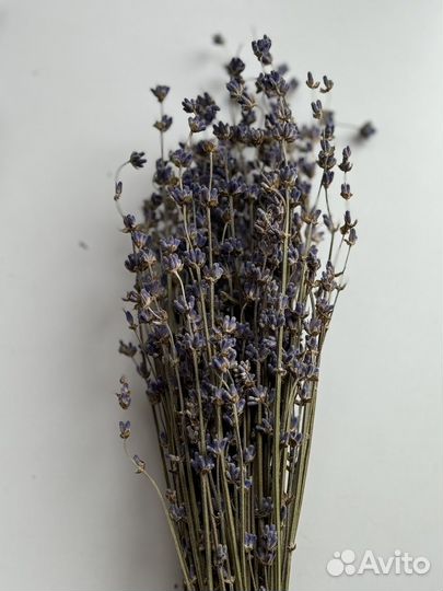 Букеты лаванды