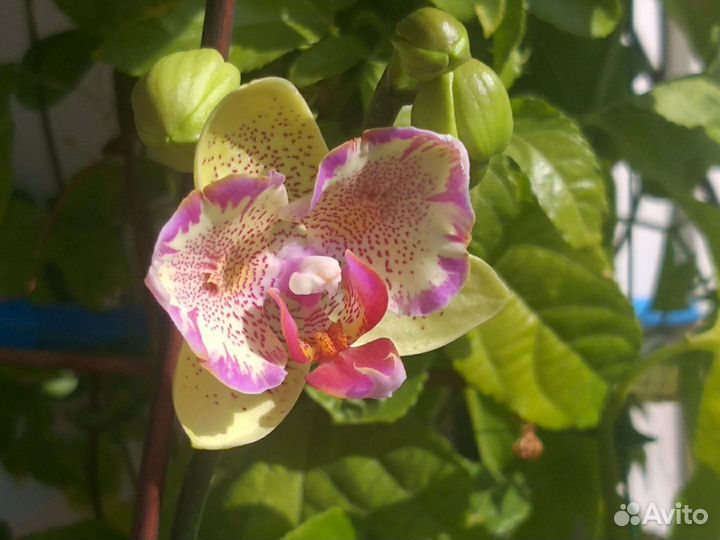 Взрослый, цветущий Phal.Cupid star бабочка SON YA