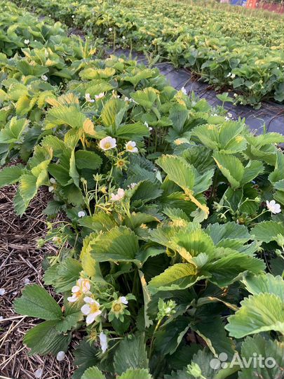 Саженцы клубники (опт и розница)