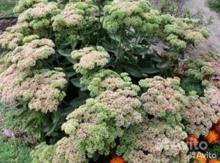 Лилейник, хризантемы и еще