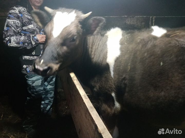 Телка, и коза нубо камори