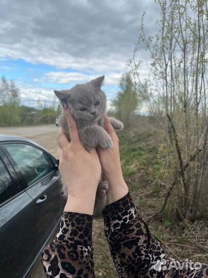 Британская
