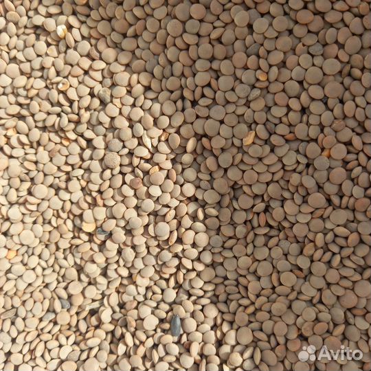 Зерно, комбикорма, семена