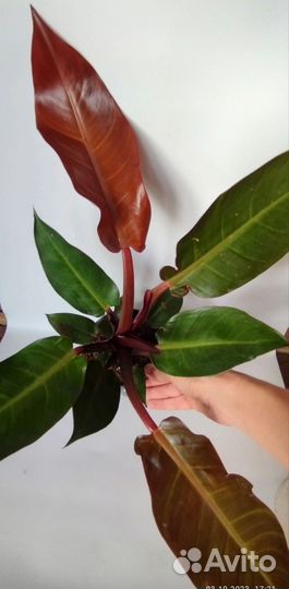 Филодендрон Ред Сан