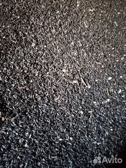 Семечки подсолнечника