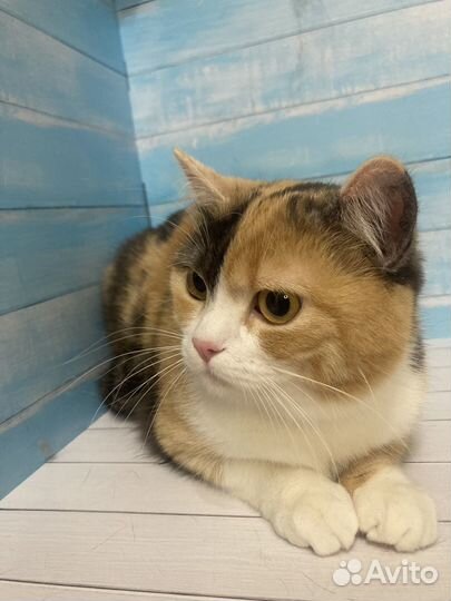 Кошечка плюшевая Майя