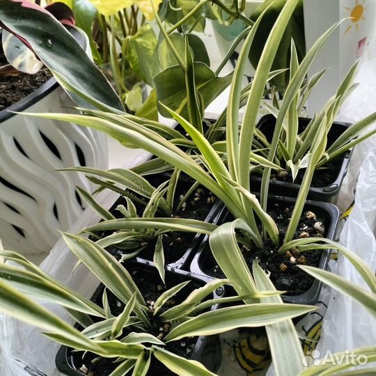 Хлорофитум