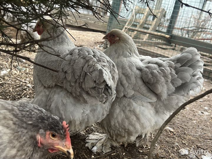 Брама инкубационное яйцо