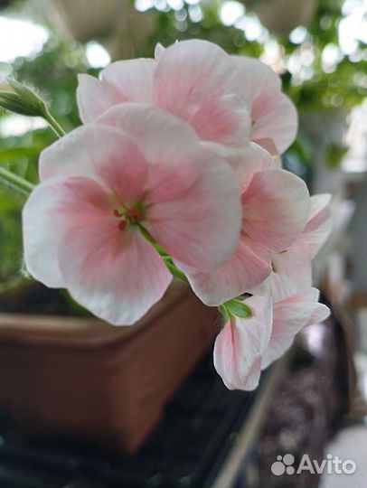 Пеларгония герань