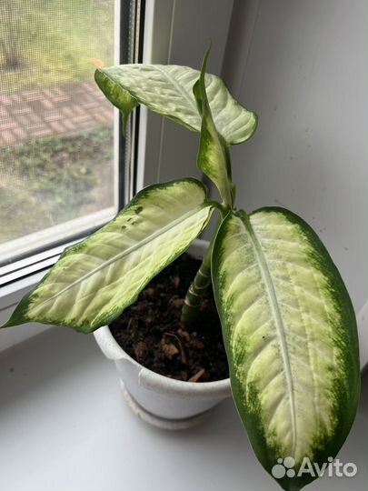 Диффенбахия камилла