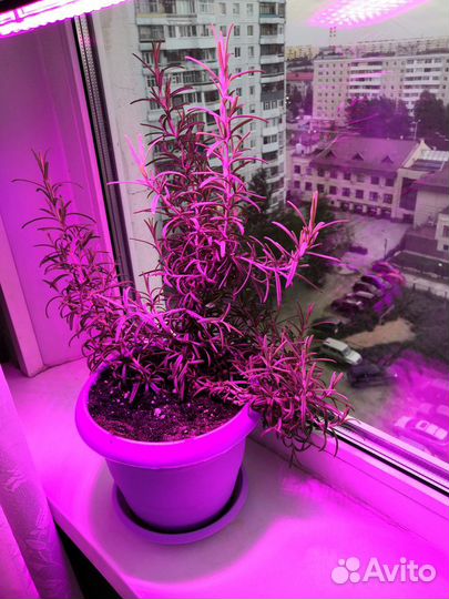 Растения для дома Розмарин (кулинарный)