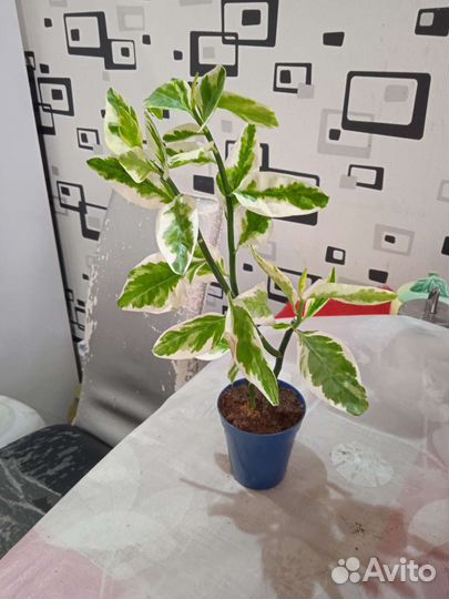 Педилантус