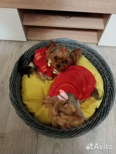 Мастер класс Лежанка для животных