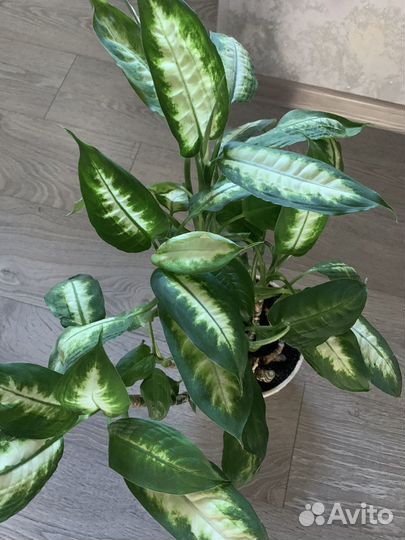 Диффенбахия