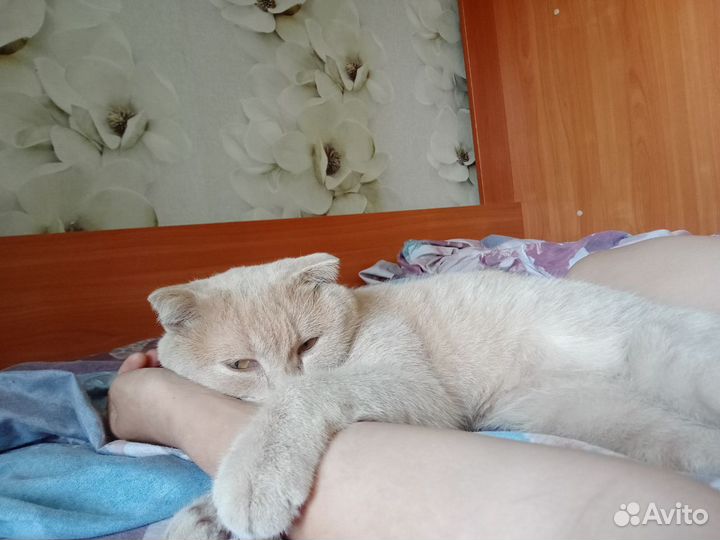 Кот британский вислоухий