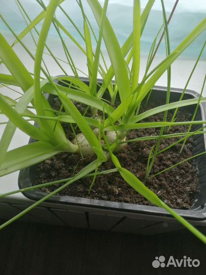 Индийский лук