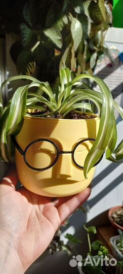 Хлорофитум