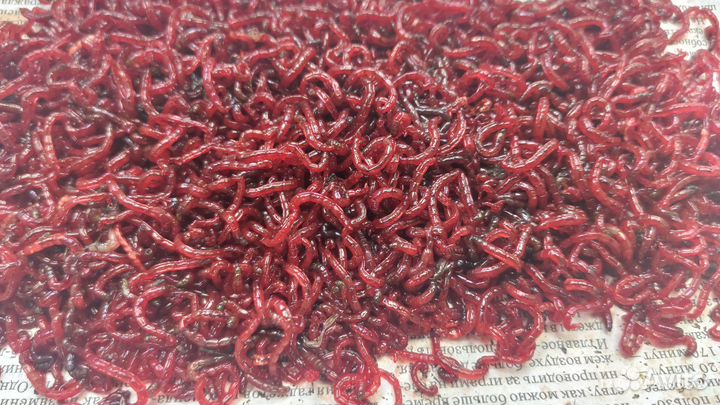 Мотыль, червь, опарыш