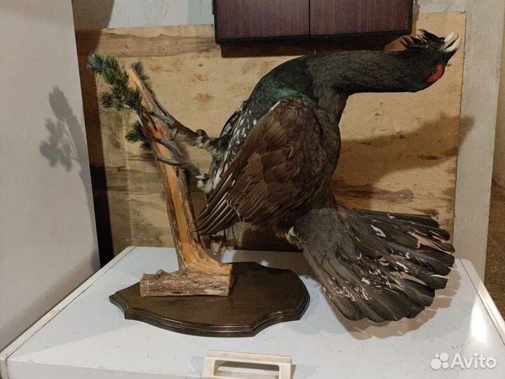 Чучело Глухаря