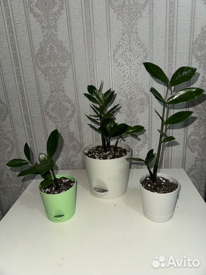 Замиокулькас