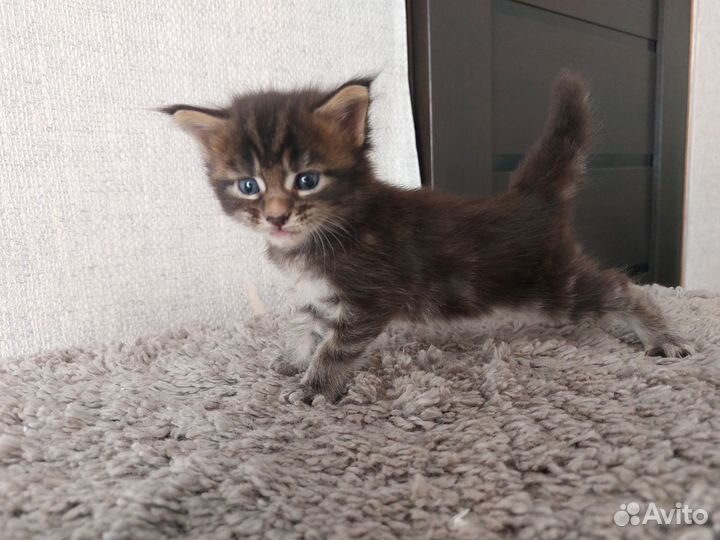Котята мейн-кун