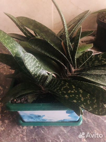 Гастерия суккулент.Каменная роза