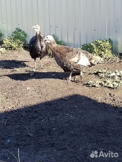 Инкубационное яйцо индоутки