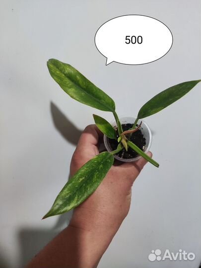 Диффенбахия рефлектор,компакта,филодендрон,аглаоне