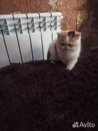Персидские котята