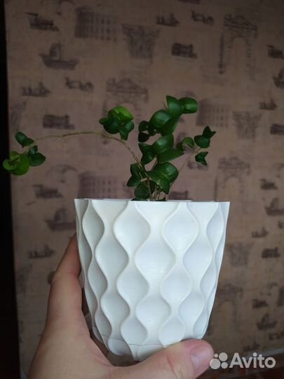 Фикус Барокко