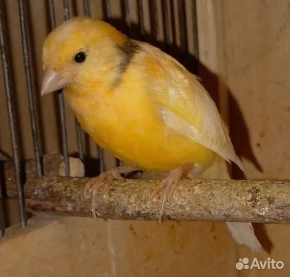 Кенара и канарейки