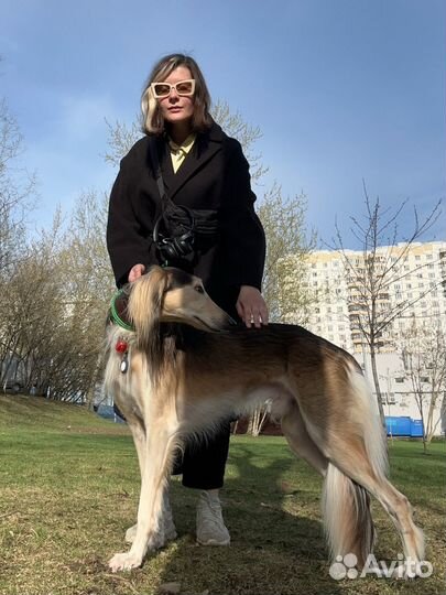 Выгул собак,няня,догситтер