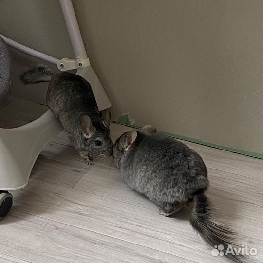 Шиншила с клеткой