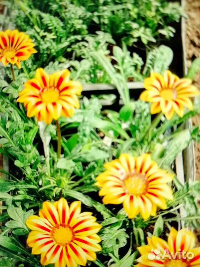 Садовые цветы