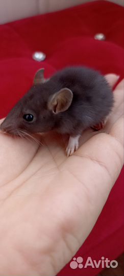 Декоративная крыса