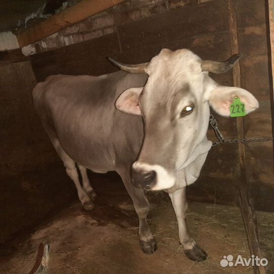 Корова и бычок