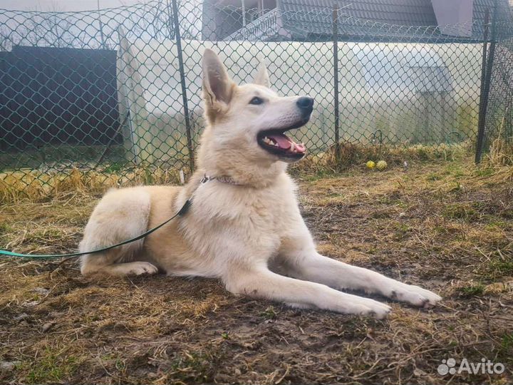 Собаки бесплатно в добрые руки