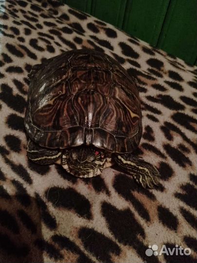 Красноухая черепаха большая