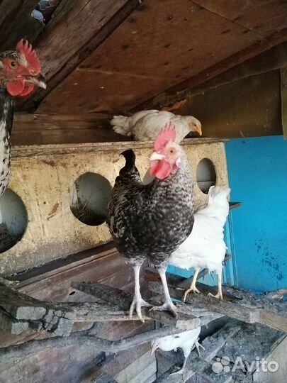 Молодые петухи