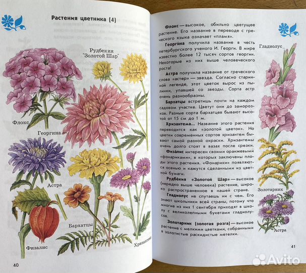 Ботанические рисунки в атласе-определителе