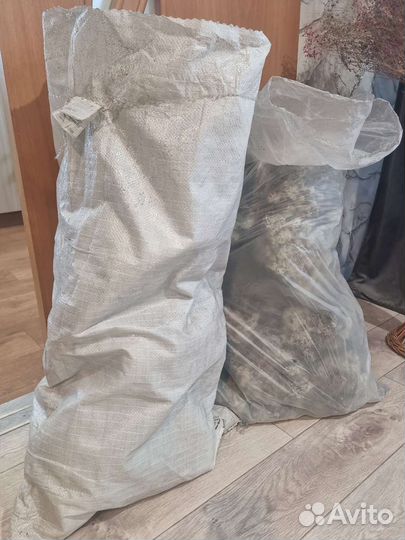 Мох ягель живой