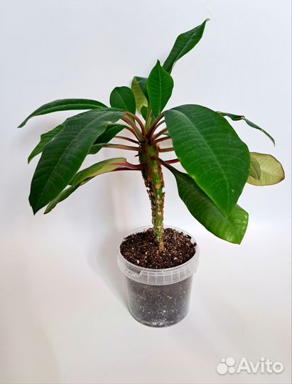 Молочай беложильчатый