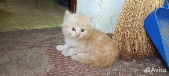 Кошки бесплатно