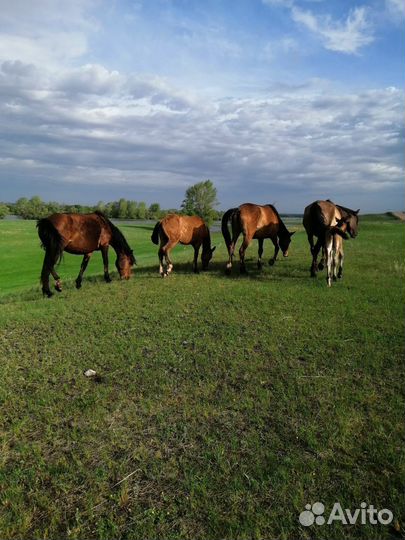 Продаются кобылы не жеребые